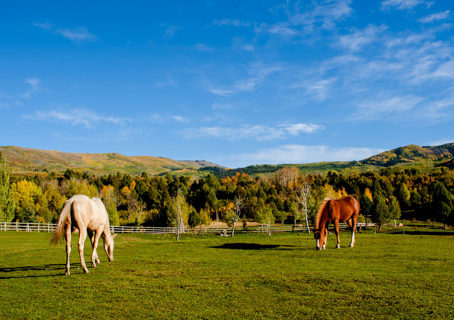 Red Cliff Ranch Horses