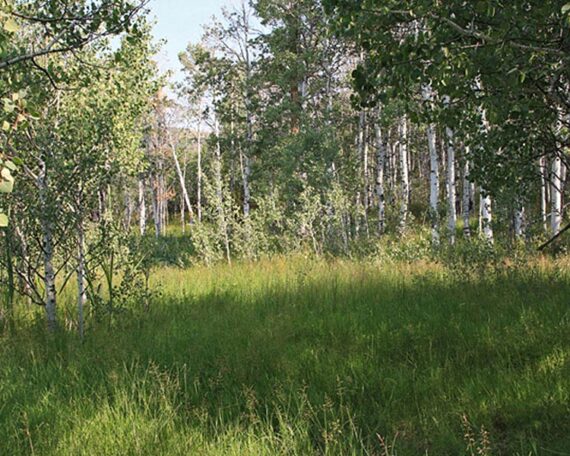 HEBER CITY, UTAH - Lake Creek Retreat