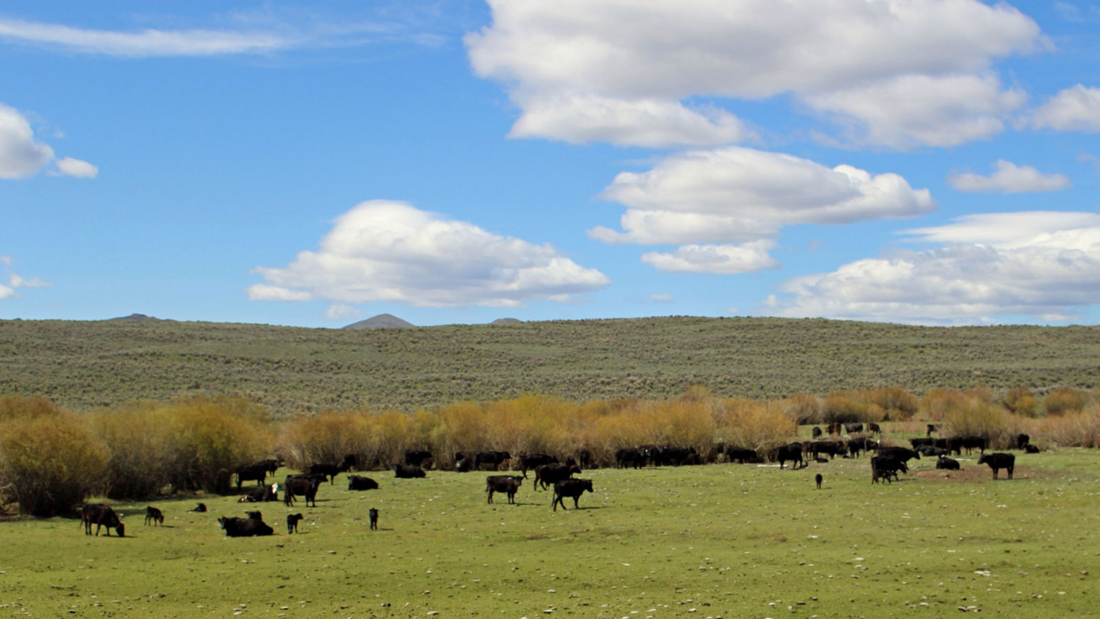 Cattle grazing in a pasture at Bell Brand Ranch
