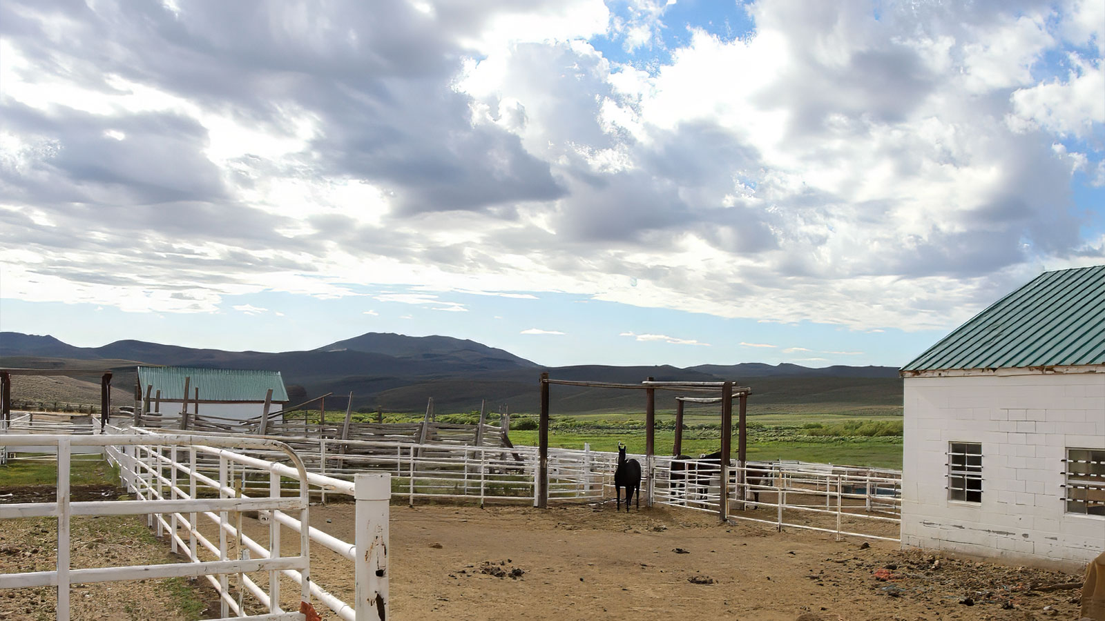 Horse standing in the corrals at Bell Brand Ranch
