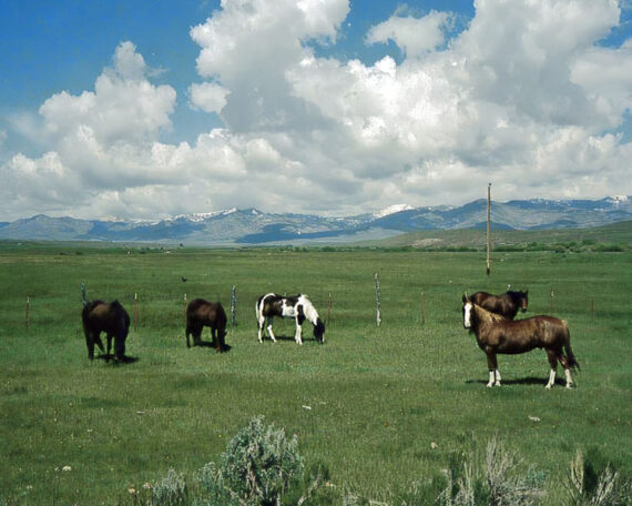 Horses grazing in a meadow at Bell Brand Ranch