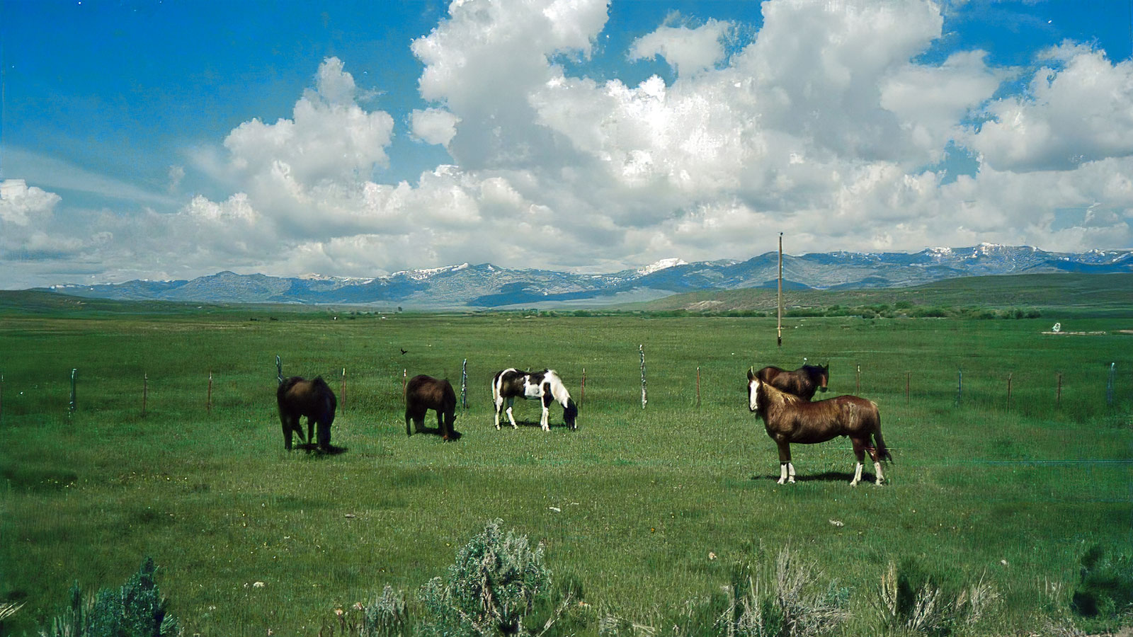 Horses grazing in a meadow at Bell Brand Ranch